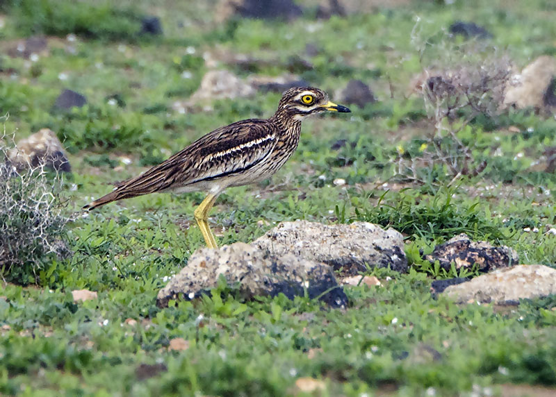 Occhione  Burhinus oedicnemus